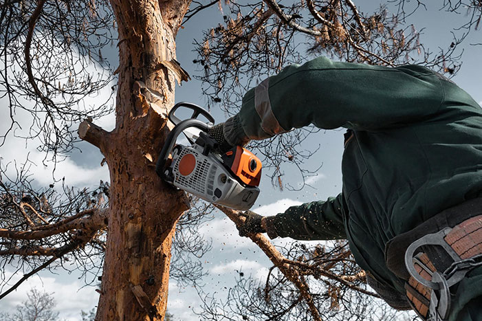 Hedge & Tree Trimming